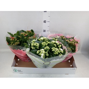 Kalanchoe blos.   ..rosebud mix  4
