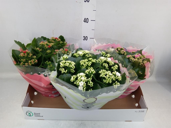 <h4>Kalanchoe blos.   ..rosebud mix  4</h4>
