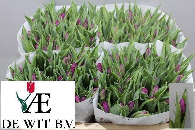 <h4>TU EN PURPLE PRINCE</h4>