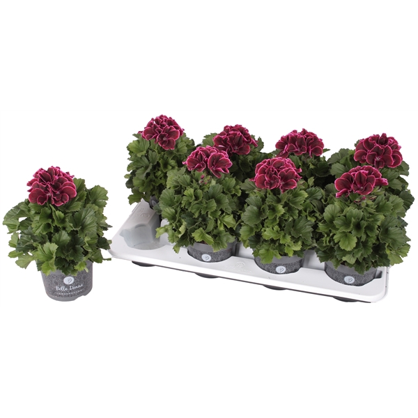 <h4>Pelg. Bella Donna Bordeaux 12cm</h4>