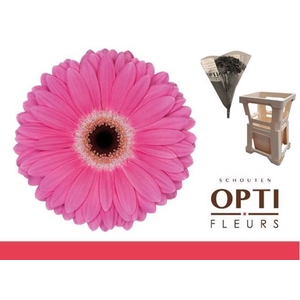 Gerbera Dreamer