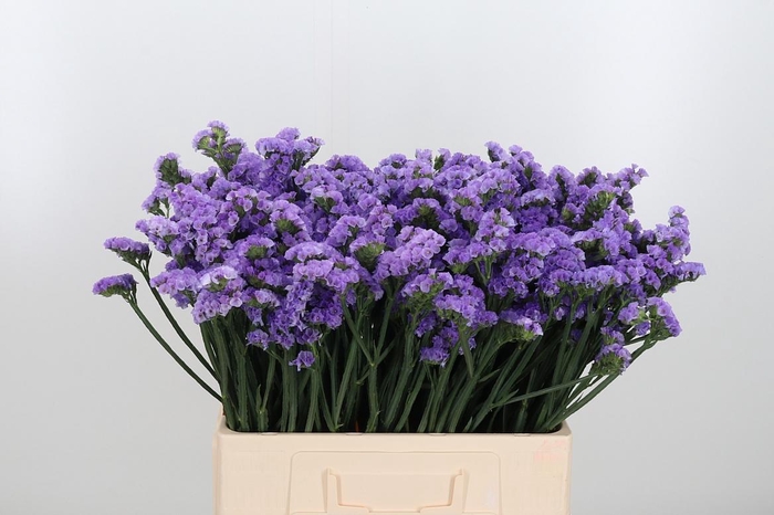 <h4>Statice Crystal Dark Blue</h4>