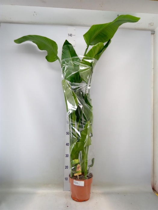 <h4>Strelitzia nicolai</h4>