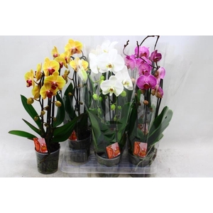 Phalaenopsis Elegans Cascade 12Ø 45cm 2st 16fl