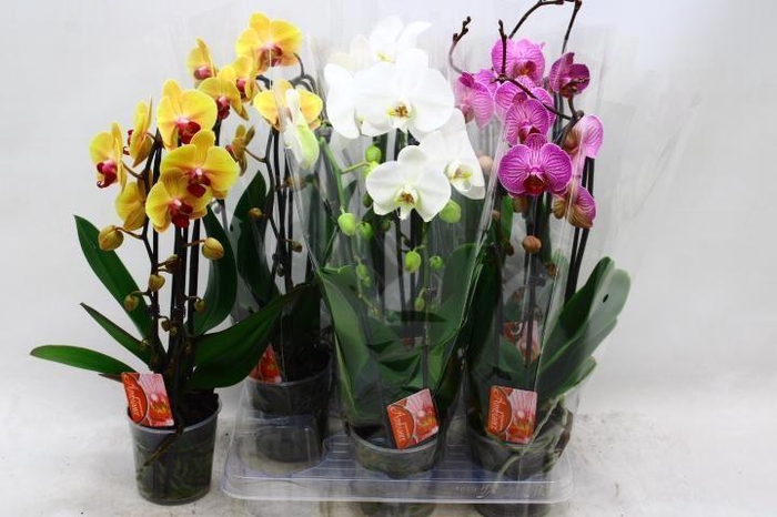 Phalaenopsis Elegans Cascade 12Ø 45cm 2st 16fl