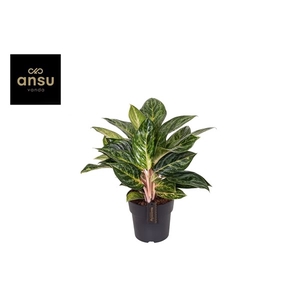 Aglaonema Peach Pearl 19cm