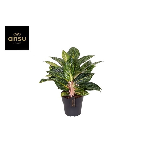 <h4>Aglaonema Peach Pearl 19cm</h4>