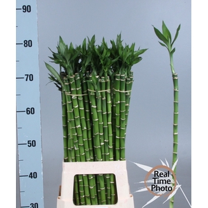 DRAC LUCKY BAMBOO