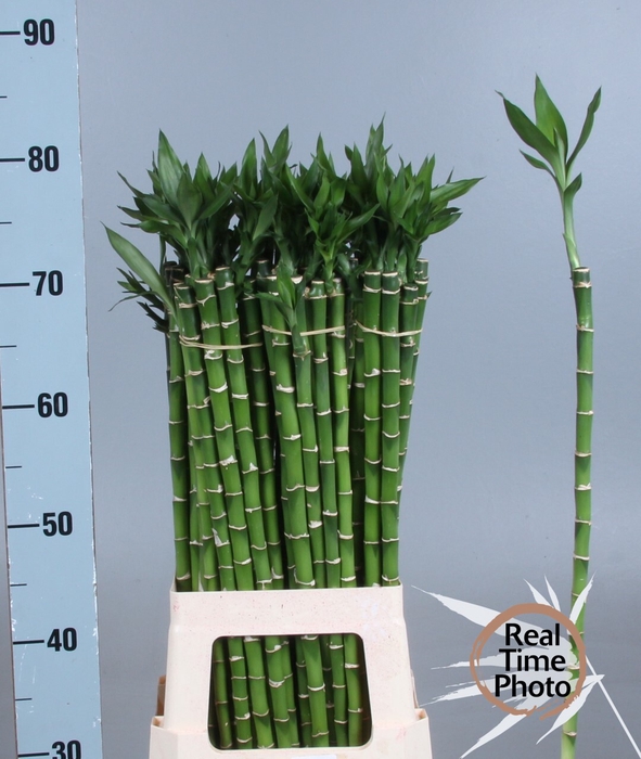 <h4>DRAC LUCKY BAMBOO</h4>