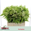 Ascl Inc White Super