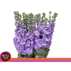 MATTH MATHILDA LAVEN