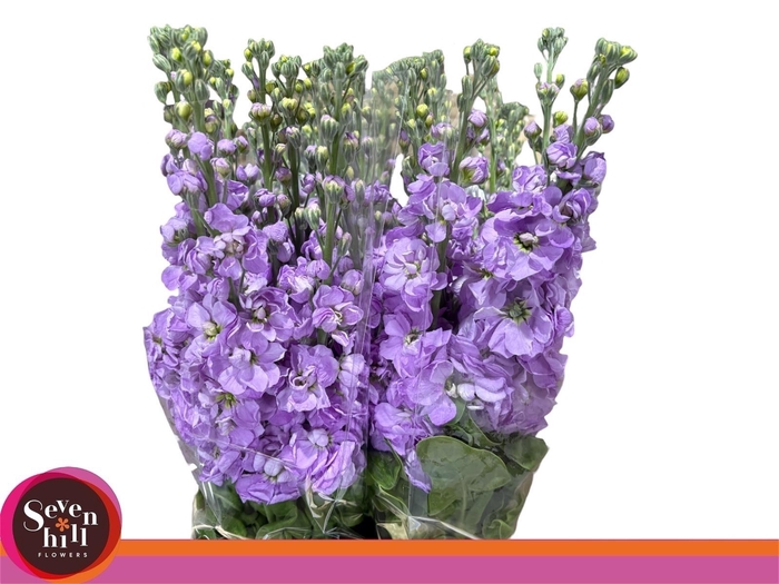 <h4>MATTH MATHILDA LAVEN</h4>