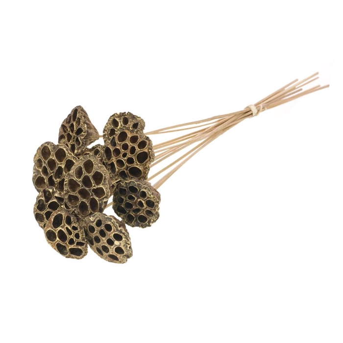 <h4>Lotus Med. O/s Nat Gold T</h4>