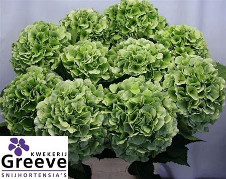 <h4>Hydr M Ch Vere Bl Cl 80cm</h4>
