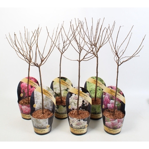 Hydrangea paniculata Mix 19 cm STAM in potcover Classic