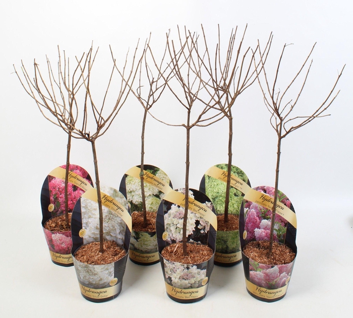 <h4>Hydrangea paniculata Mix 19 cm STAM in potcover Classic</h4>