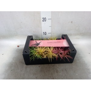 Tillandsia ionantha