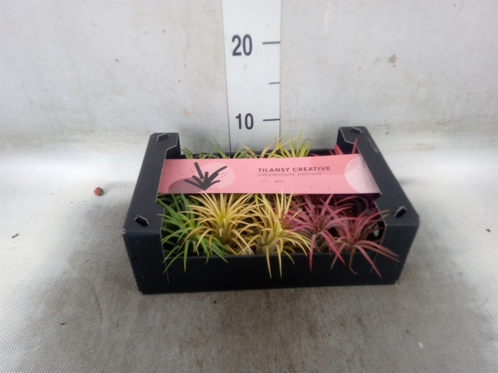 <h4>Tillandsia ionantha</h4>