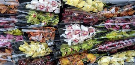 <h4>CYMB MI GEM</h4>