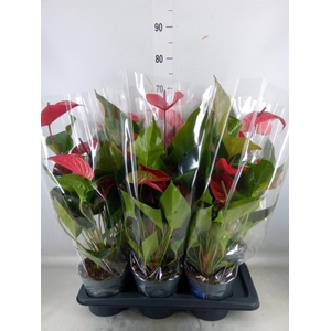 Anthurium andr. 'Picanta Red'