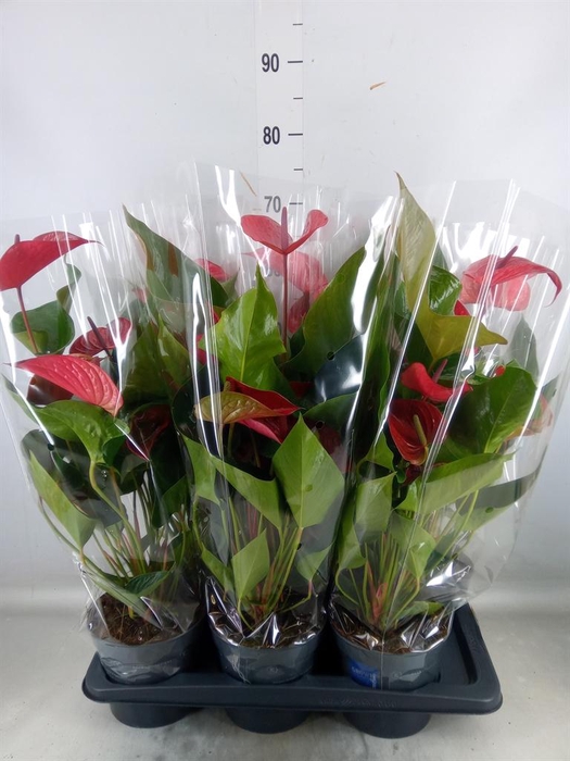 <h4>Anthurium andr. 'Picanta Red'</h4>