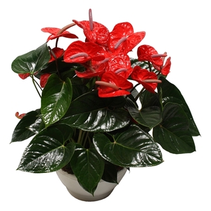 Anthurium XL.88 Aloha Red 30cm