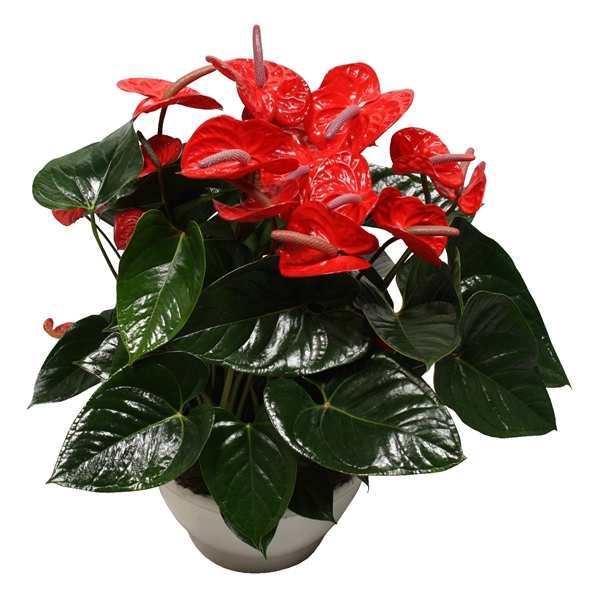 <h4>Anthurium XL.88 Aloha Red 30cm</h4>