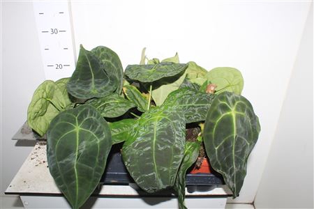 <h4>Anthu Magnificum # Sale #</h4>
