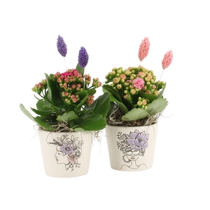 21695: Lovess arrangement