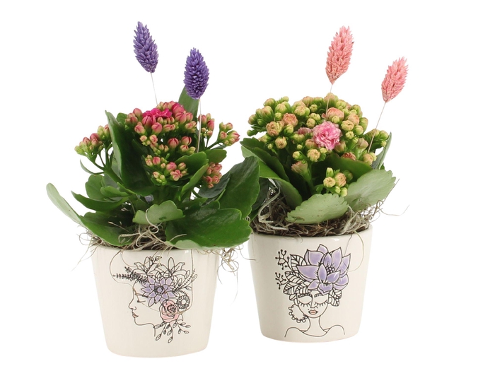 <h4>21695: Lovess arrangement</h4>