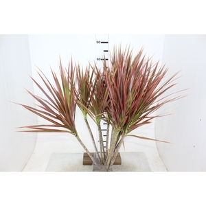 FOLHAGEM DRACENA TRICOLOR VERDE