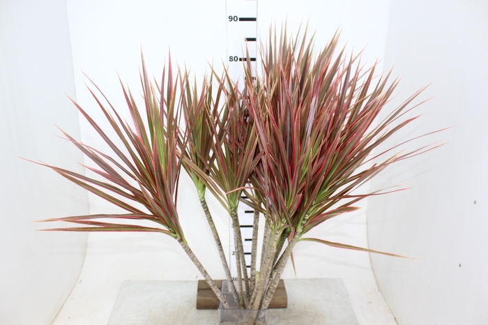FOLHAGEM DRACENA TRICOLOR VERDE