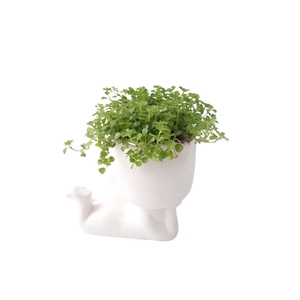 Arr.   Kamerplant Groen L%