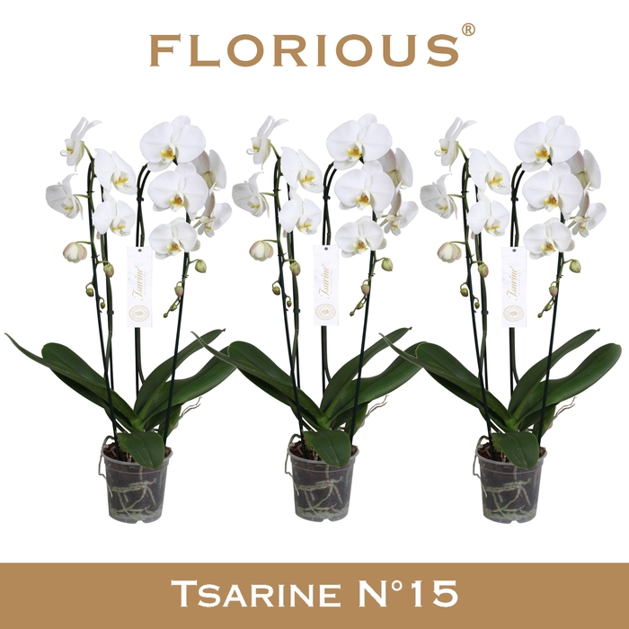 <h4>No15 Grandiflora Wit 2 Tak Cascade</h4>