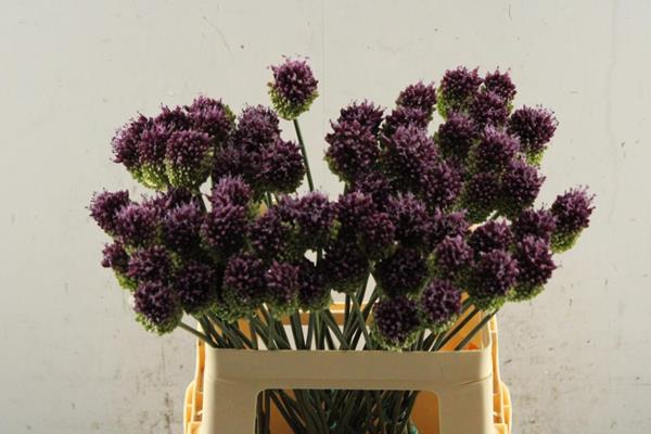 <h4>Allium Sphaerocephal L 60</h4>