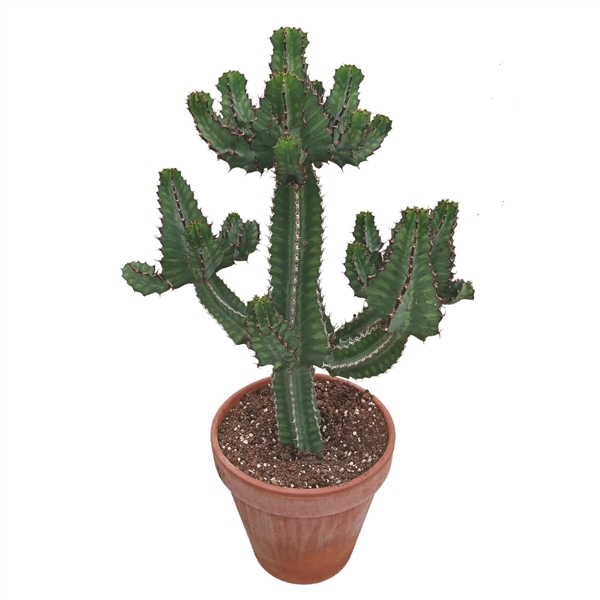 <h4>Euphorbia cooperi 31 cm</h4>