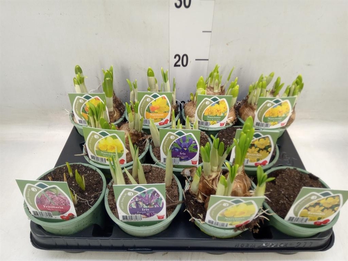 <h4>Bolbloemen   ...mix</h4>