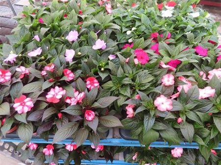 <h4>Impat Ng Mixk 4 Kl</h4>