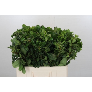 Pittosporum Nurit