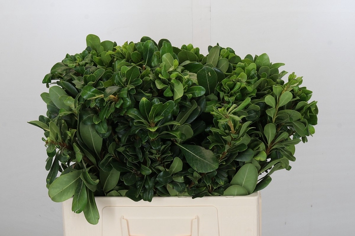 <h4>Pittosporum Nurit</h4>