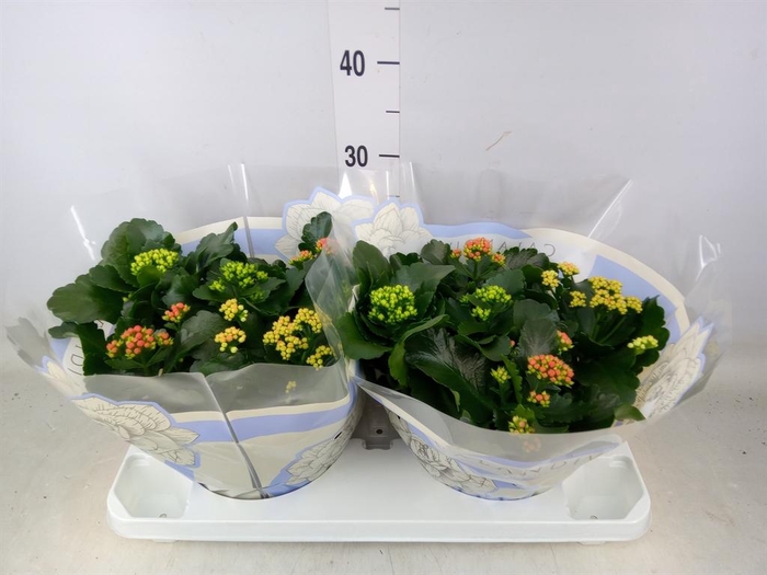 <h4>Kalanchoe blos.   ..rosebud mix/pot</h4>