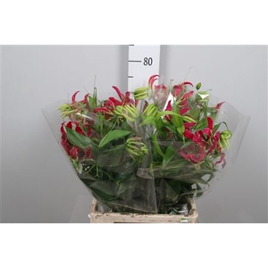 Gloriosa Rothschild Long