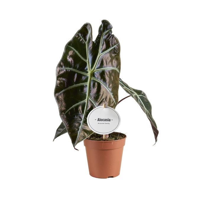 <h4>Alocasia Suhirmaniana Red Petiole</h4>