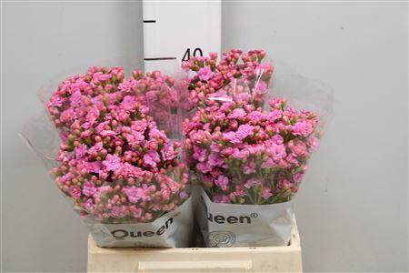 <h4>Kalanchoe  'Taffy Pink Meadow'</h4>