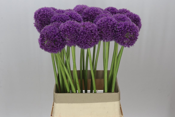 <h4>Allium Giganteum</h4>