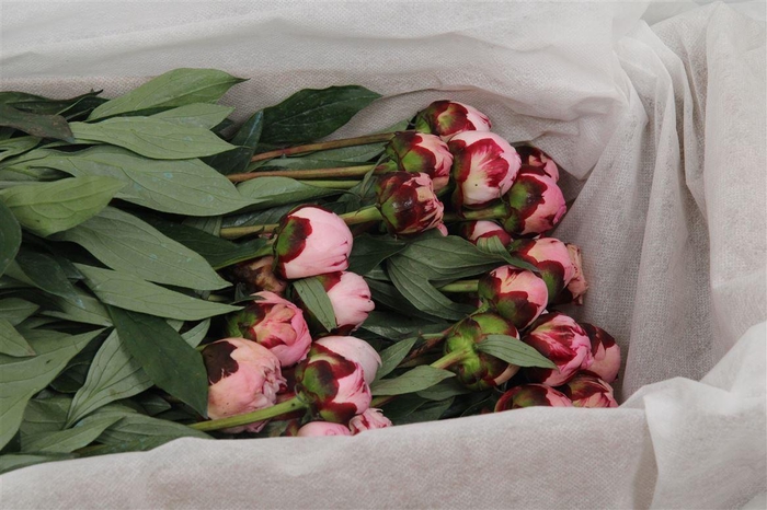 <h4>Paeo L Sara Bernhard</h4>