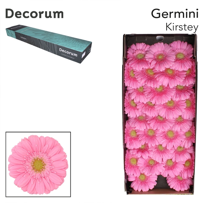 <h4>Germini Kirstey Doos</h4>
