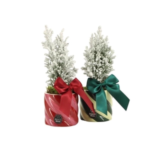 61772: X-mas arrangement