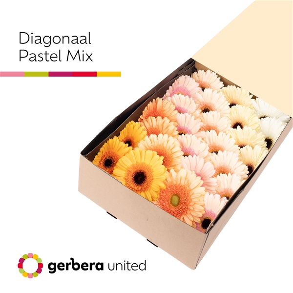 <h4>Ge Gr Mix Pastel Box United</h4>