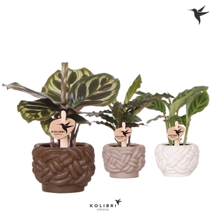 Kolibri Greens Calathea mix in Rope pot mix